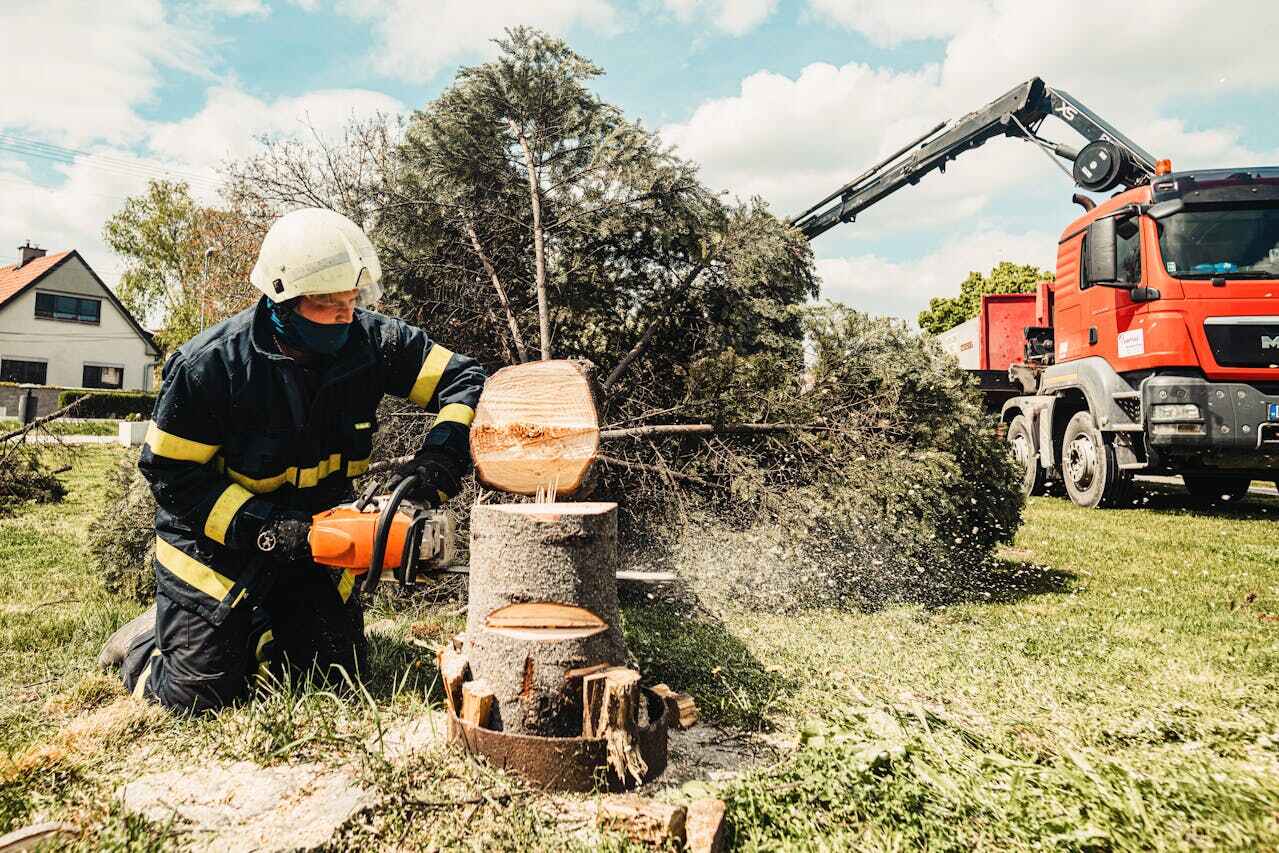 Dead Tree Removal in Raintree Plantation, MO